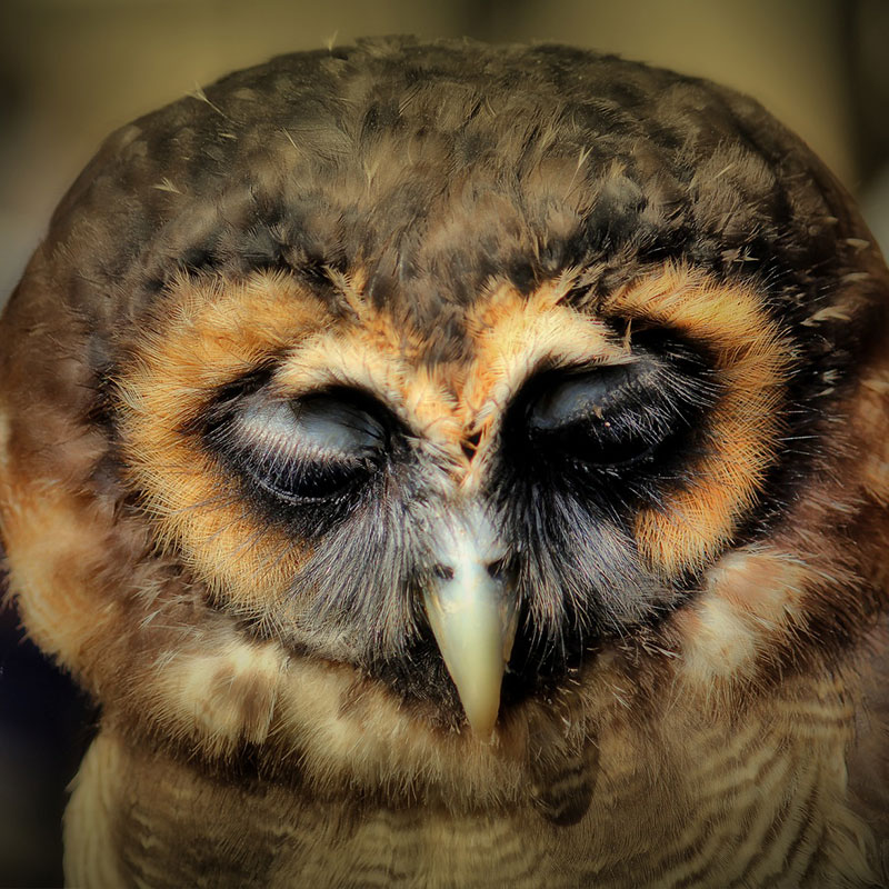 Raptors - Barn Owl